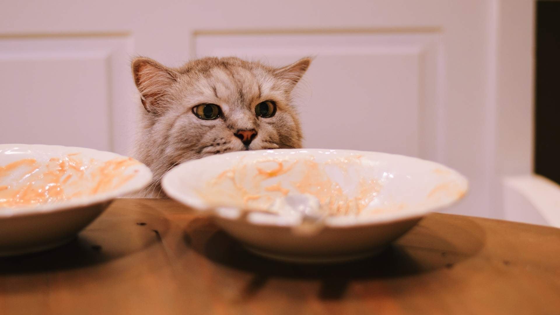 Gato buscando comida húmeda